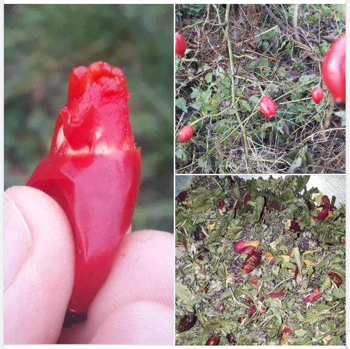 cynorrhodon.png, fév. 2021